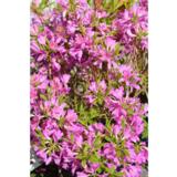 Kevätatsalea FinE, astiakoko 3L