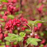 Ruusuherukka, astiakoko 3L