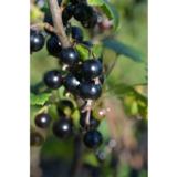 Mustaherukka Hedda FinE, astiakoko 3L