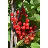 Punaherukka Punahilkka FinE, astiakoko 3L