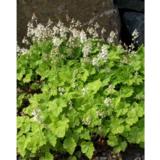 Rönsytiarella