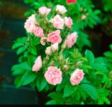 Neilikkaruusu Pink Grootendorst, astiakoko 3,5L