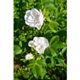 Tarhakurtturuusu Blanc Double de Coubert