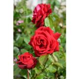 Ruusu Burgund 3 kpl/pkt