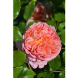 Ruusu Cot, astiakoko 3,5L