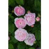 Ranskanruusu Duchesse de Montebello, astiakoko 3L