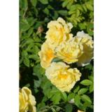 Tarhakurtturuusu Gelbe Dagmar Hastrup, astiakoko 3L