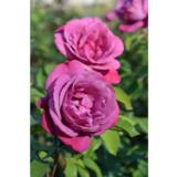 Ruusu Lila Wunder, astiakoko 3,5L