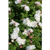 Tarhakurtturuusu Louise Bugnet, astiakoko 3L