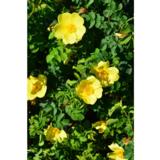 Tarhaharisoninruusu Maija Hesperia, astiakoko 3L