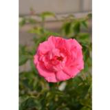 Ruusu Morden Centennial, astiakoko 3L