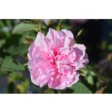 Onnenruusu Onni, astiakoko 3L