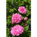 Sammalruusu Vaarala FinE, astiakoko 3L