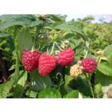 Vadelma Polka syysvadelma, astiakoko 3L