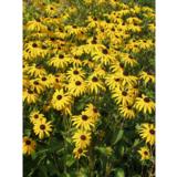 Sädepäivänhattu Goldsturm