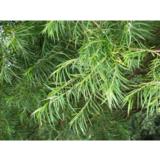 Koripaju, astiakoko 3L