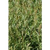 Kääpiöpunapaju Gracilis, astiakoko 3L