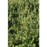 Peittopaju Tuhkimo FinE, astiakoko 3L