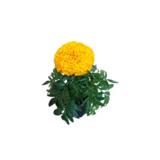 Samettikukka iso 10,5 cm ruukussa