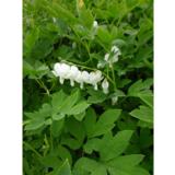 Särkynytsydän Alba