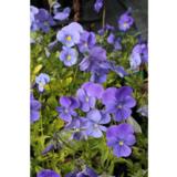 Sarviorvokki sininen Blue Perfection