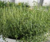 Yrtti Sitruunatimjami