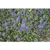 Rönsyakankaali Atropurpurea