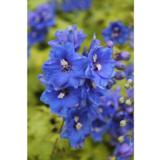 Jaloritarinkannus Blue Bird