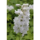 Jaloritarinkannus Galahad