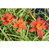 Tarhapäivänlilja Sammy Russell