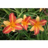 Tarhapäivänlilja Frans Hals