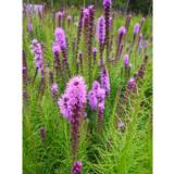 Punatähkä Floristan Violet