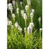 Punatähkä Floristan Weiss