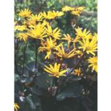 Kallionauhus Desdemona