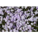 Sammalleimu Cushion Blue