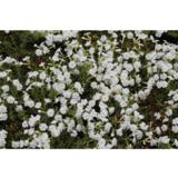 Sammalleimu White Delight