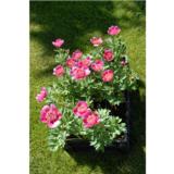 Vuoripioni Anemoniflora