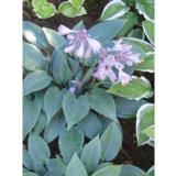 Tarhakuunlilja Halcyon