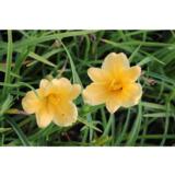 Tarhapäivänlilja Stella d Oro