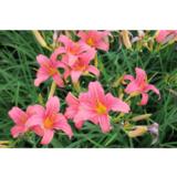 Tarhapäivänlilja Pink Damask