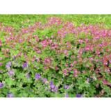 Tuoksukurjenpolvi Bevans Variety