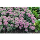 Komeamaksaruoho Carl