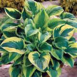 Jalokuunlilja Brim Cup