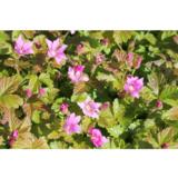 Mesimarja Susanna ja Pima