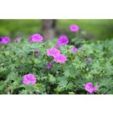 Verikurjenpolvi Tiny Monster