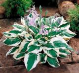 Komeakuunlilja Patriot