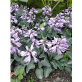 Jalokuunlilja Blue Mouse Ears