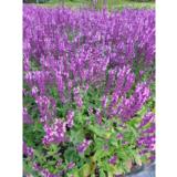 Loistosalvia Rose Queen
