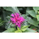 Tarhaväriminttu Petite Delight