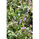 Tarhaimikkä Majeste